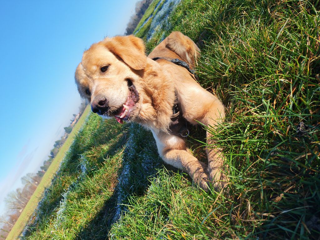Au Royaume De Bandy - Portée 