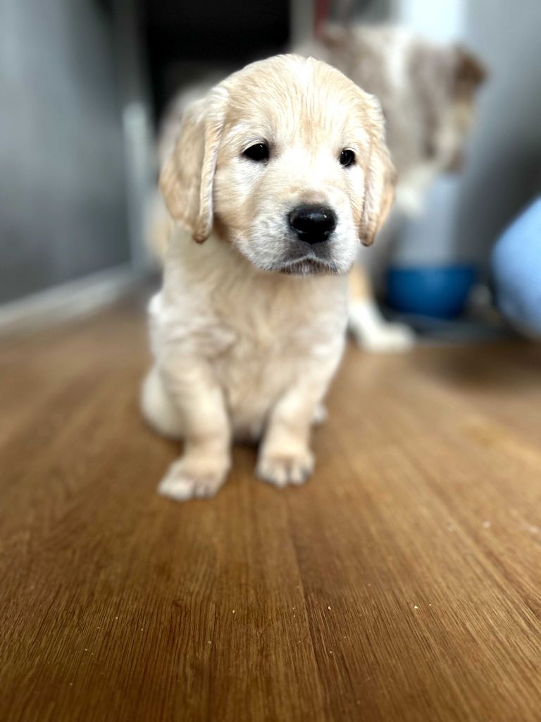 Au Royaume De Bandy - Chiots disponibles - Golden Retriever